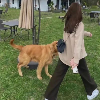 混沌之龙:赤龙战役